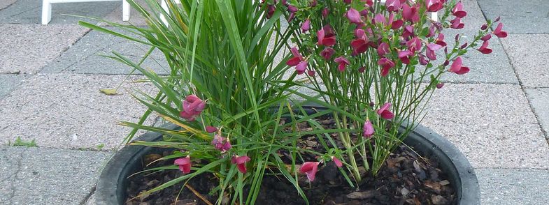 Image of recycled flowerpot